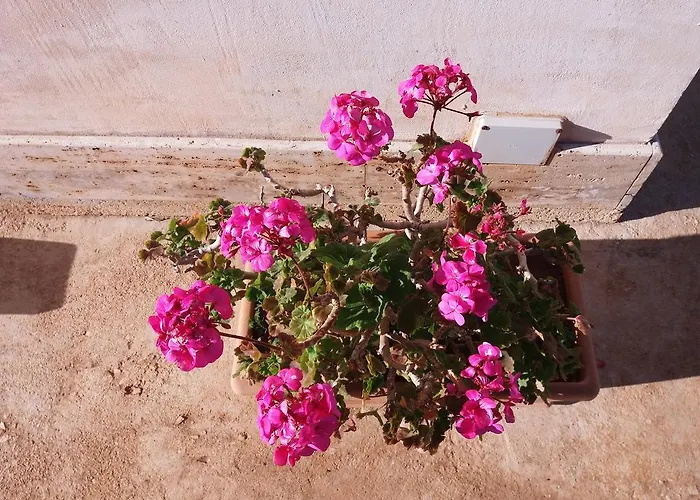 Frühstückspension Maria Paola 3*